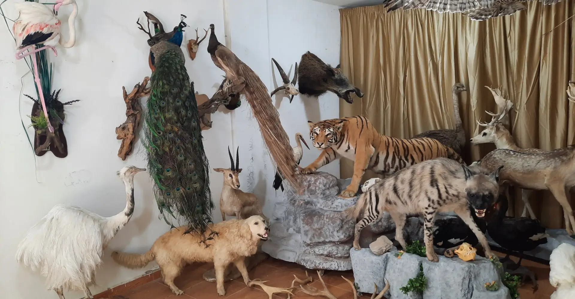 banner_1 Lebanese Taxidermy Art