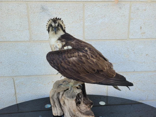 osprey taxidermy art