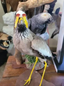Lebanese Taxidermy Art