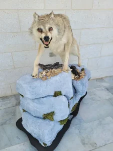Lebanese Taxidermy Art