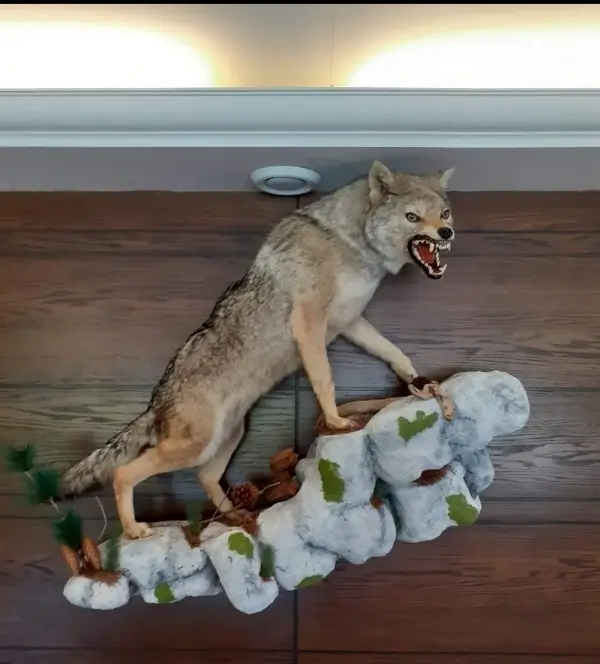 Lebanese Taxidermy Art