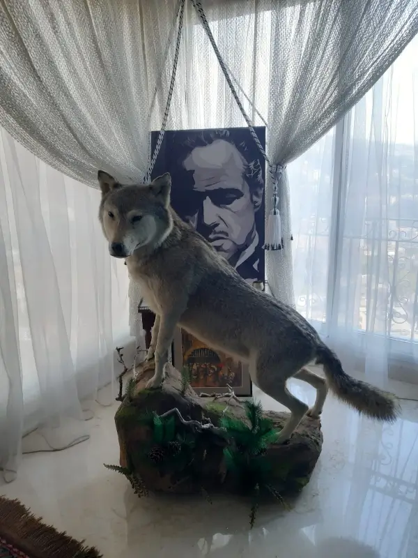 Lebanese Taxidermy Art