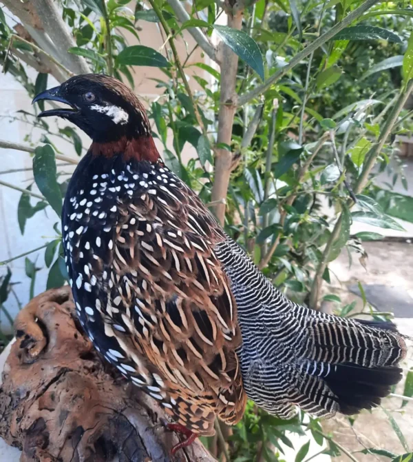 BLACK FRANCOLIN lebanese taxidermy