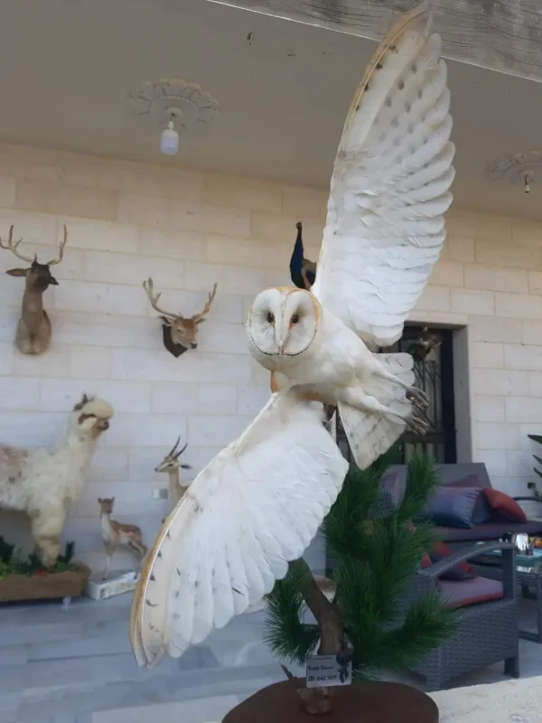 Barn Owl Lebanese Taxidermy