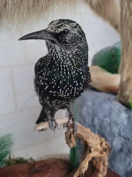 lebanese taxidermy art starling