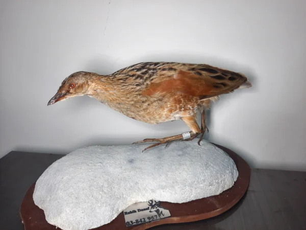 corn crake taxedermy lebanese