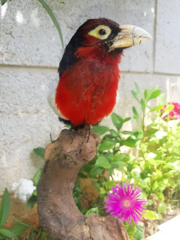 Double toothed african barbet lebanese taxidermy