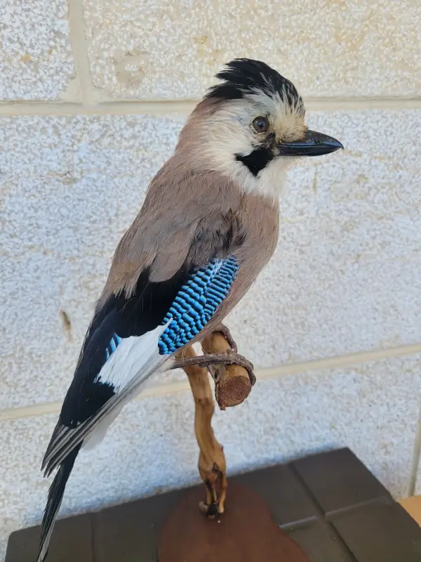 Lebanese Taxidermy Art