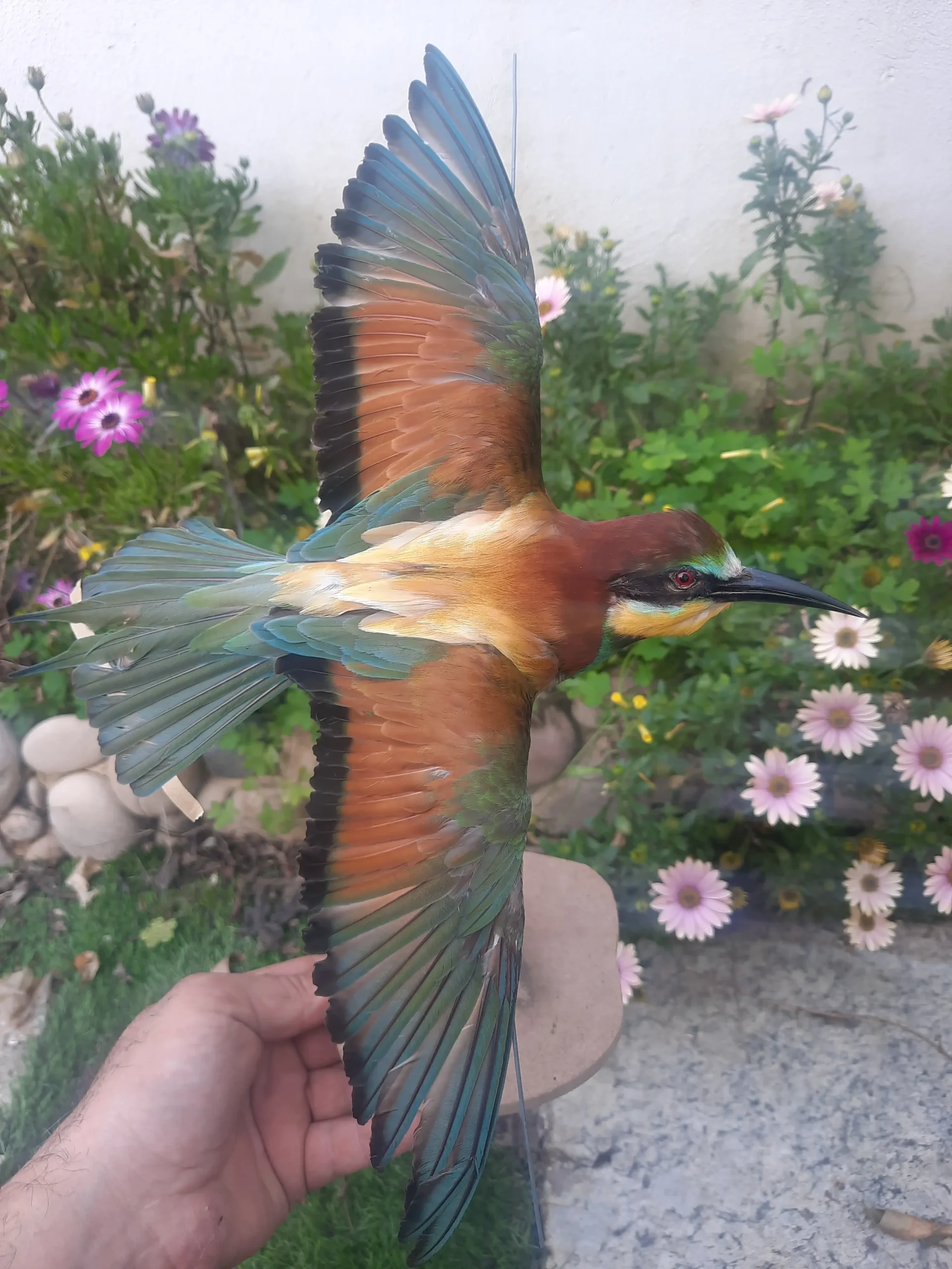 European Bee-eater - Image 3