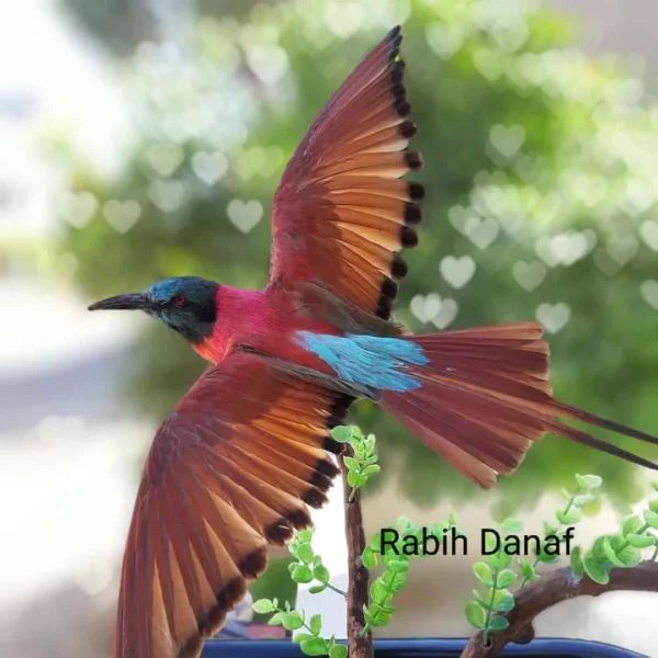 Red roller african lebanese taxidermy