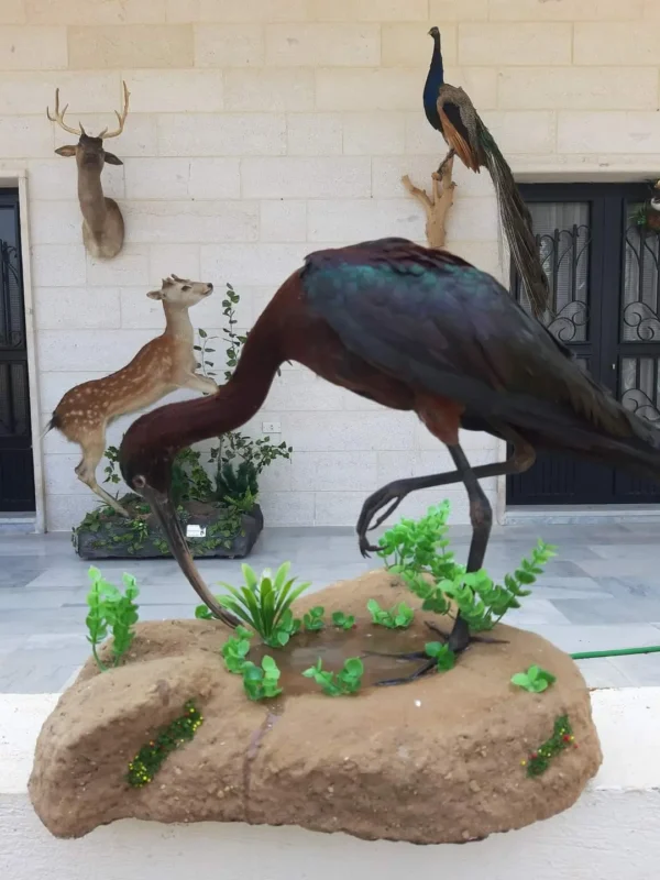 glossy ibis taxidermy