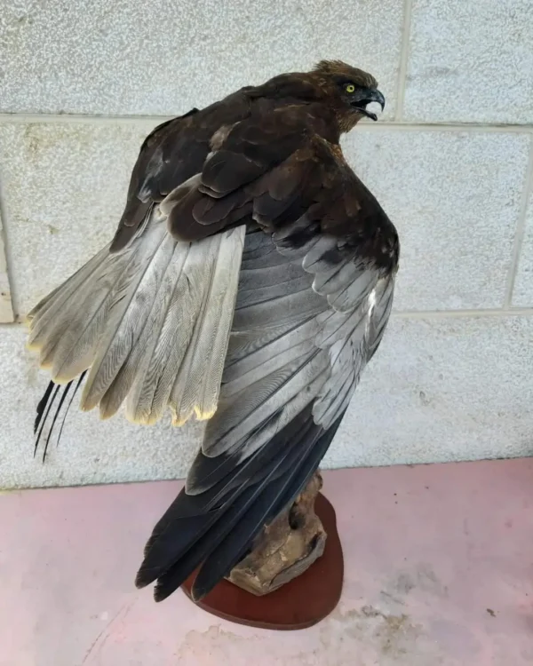 march harrier taxidermy