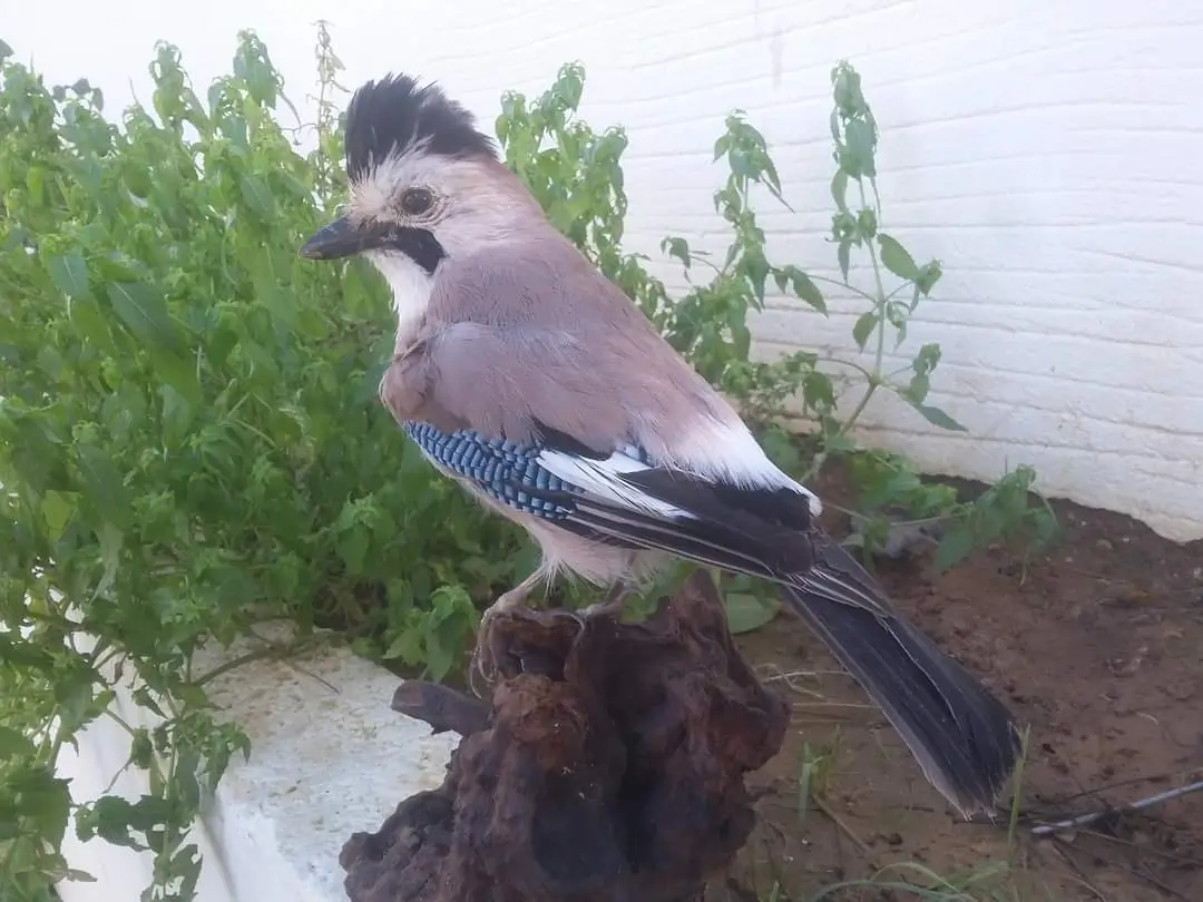 Eurasian Jay ( Black Cap ) - Image 2
