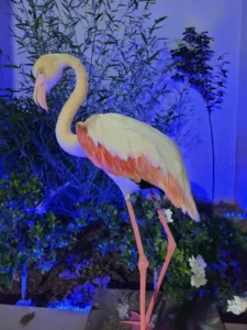 Lebanese Taxidermy Art