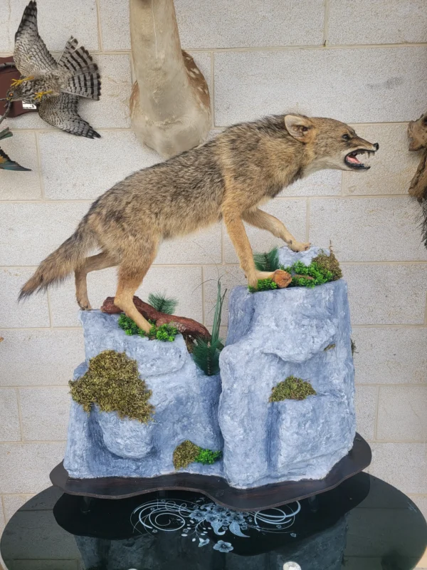 Golden Jackal Lebanese taxidermy