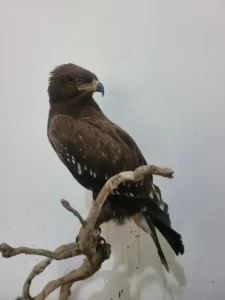 Lebanese Taxidermy Art