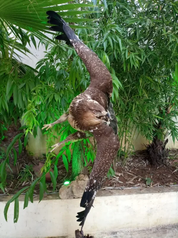 lesser spotted eagle lebanese taxidermy