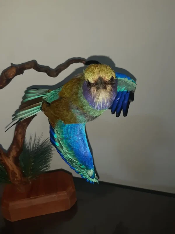 lilac Breasted Roller Lebanese Taxidermy