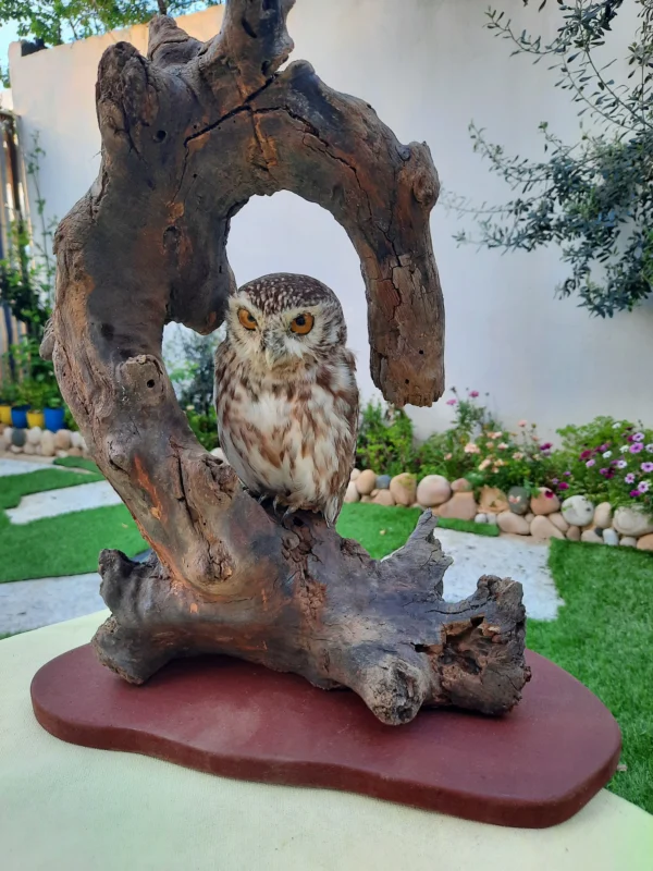 Little owl Lebanese taxidermy