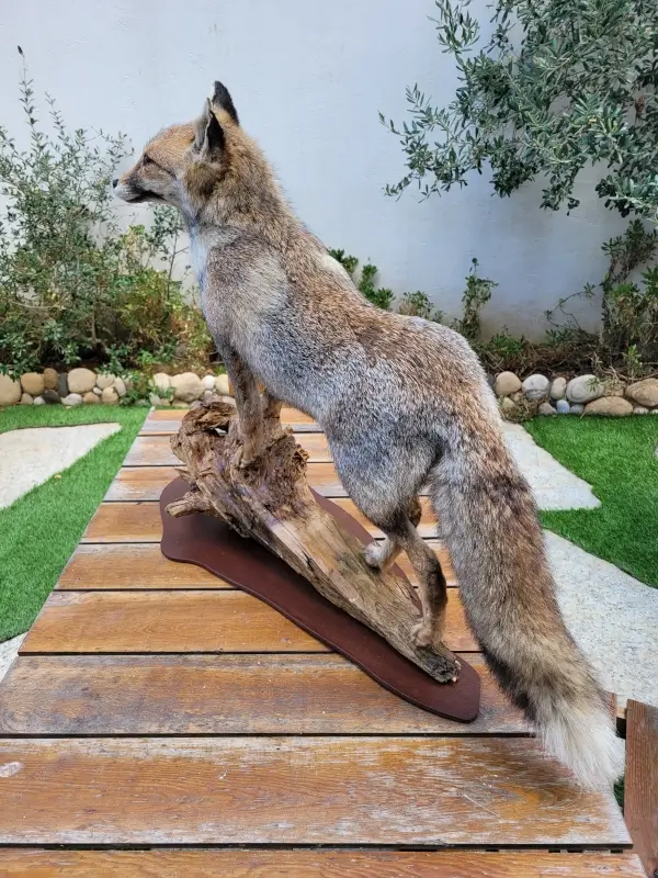 Lebanese Taxidermy Art