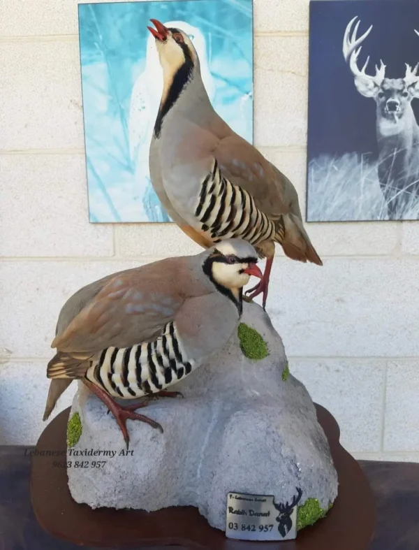 rock partridge lebanese taxidermy art