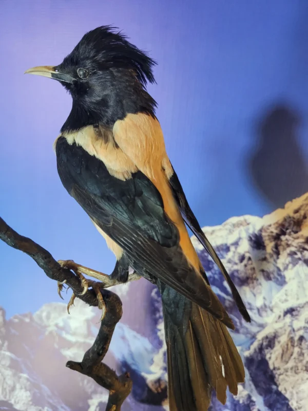 rose starling lebanese taxidermy