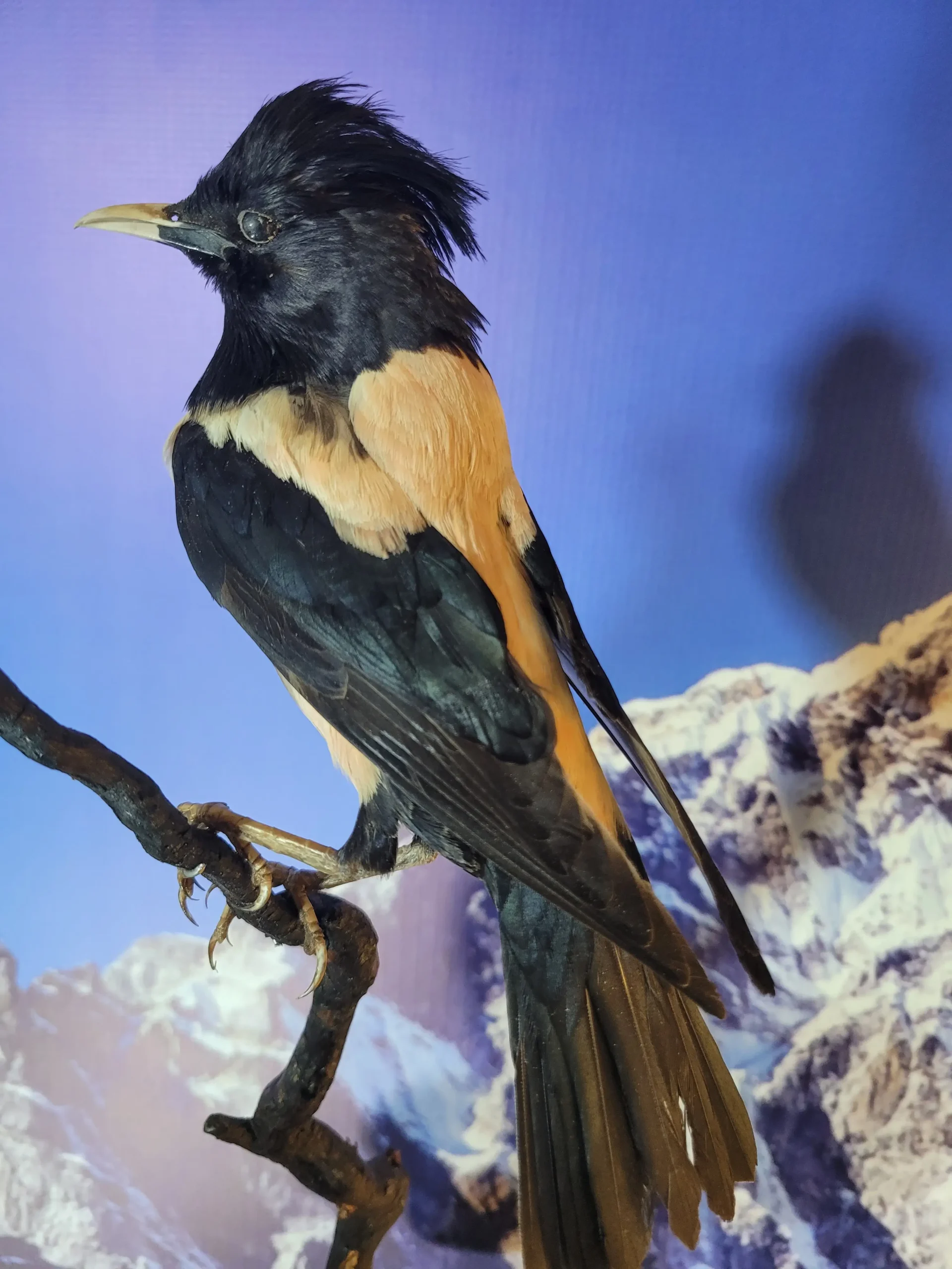 rose starling lebanese taxidermy