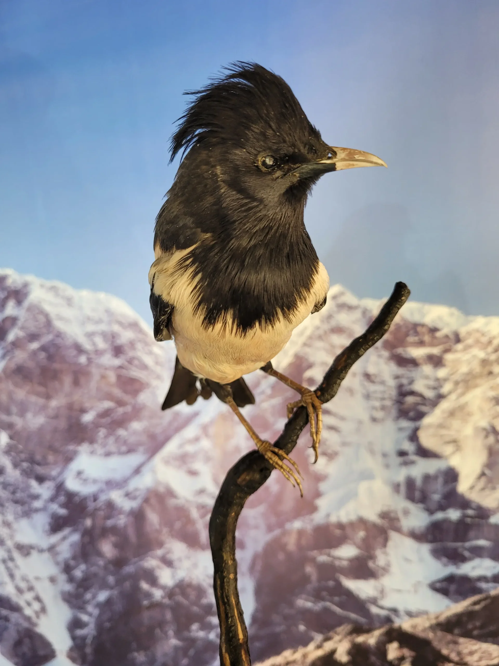 Rose Starling - Image 2