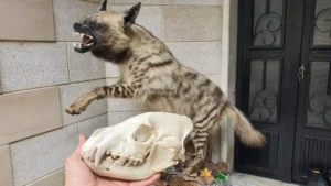 Lebanese Taxidermy Art