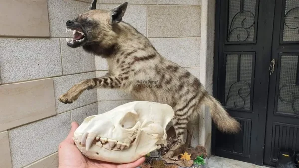 Lebanese Taxidermy Art