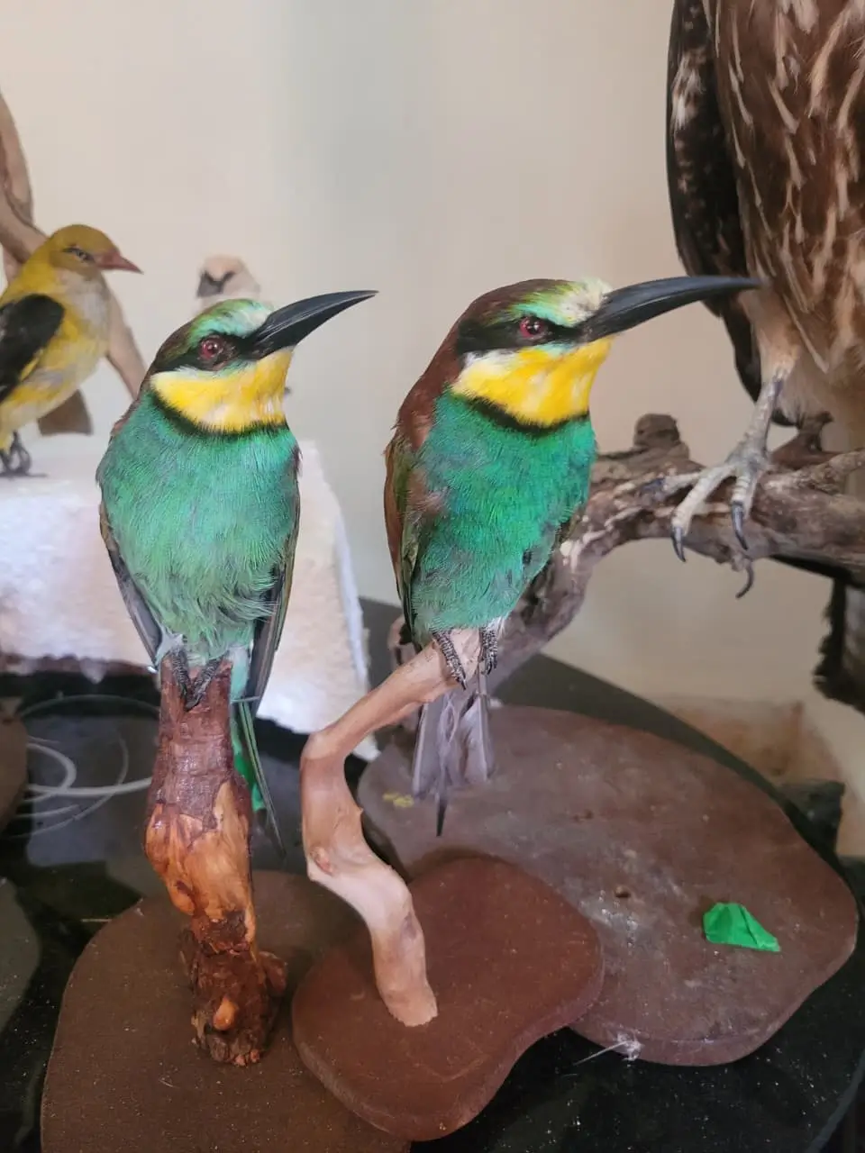 European Bee-eater - Image 2