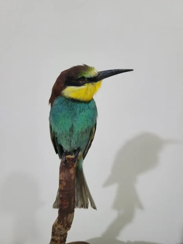 European bee eater lebanese taxidermy