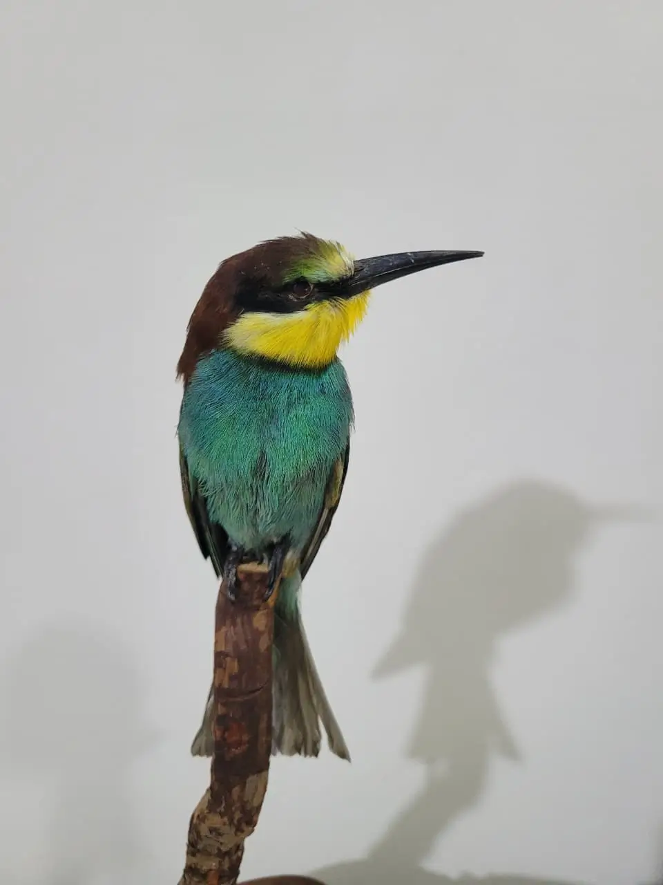 European bee eater lebanese taxidermy