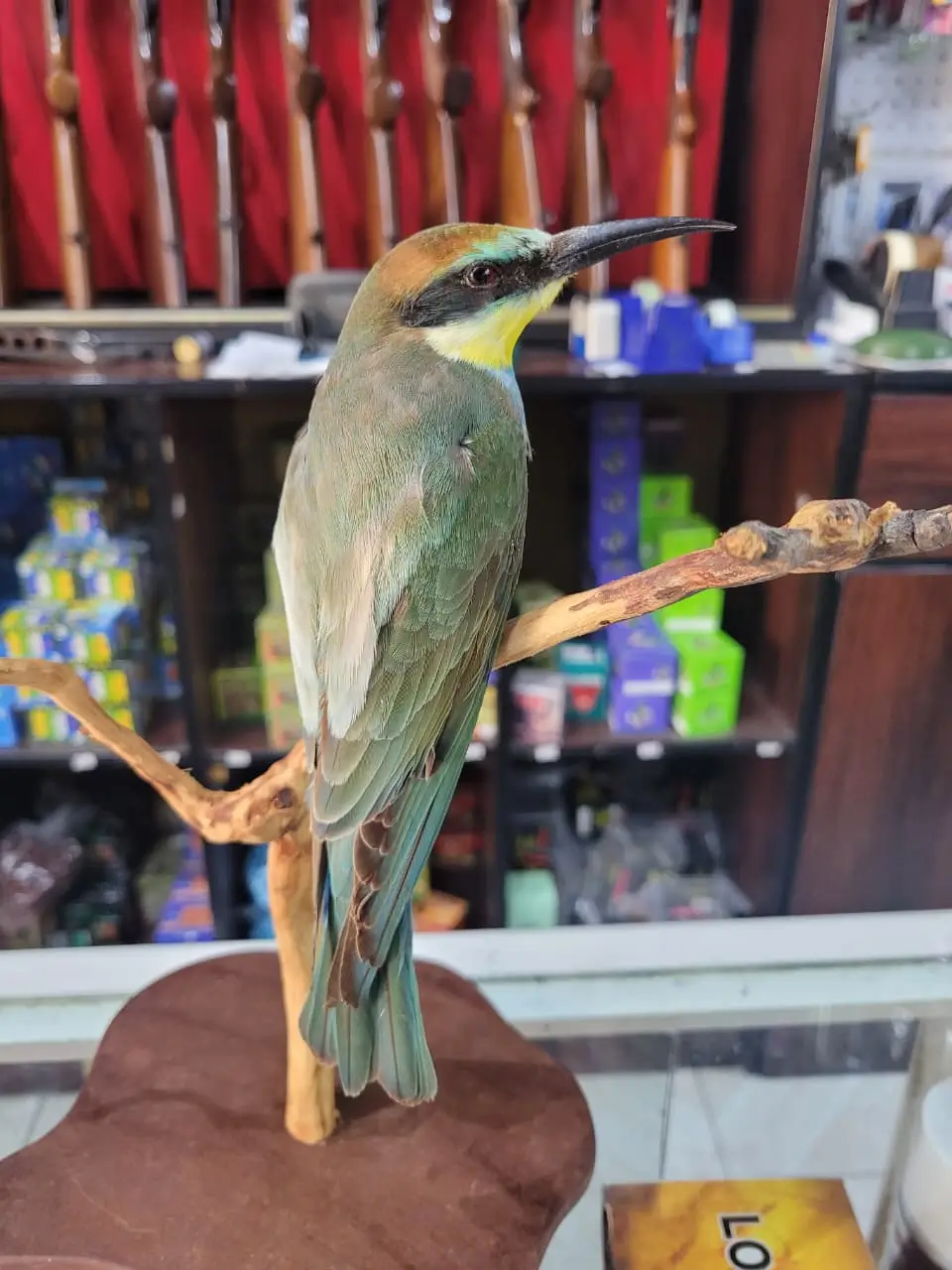 European Bee-eater - Image 4