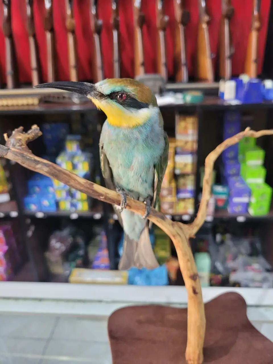 European Bee-eater - Image 5