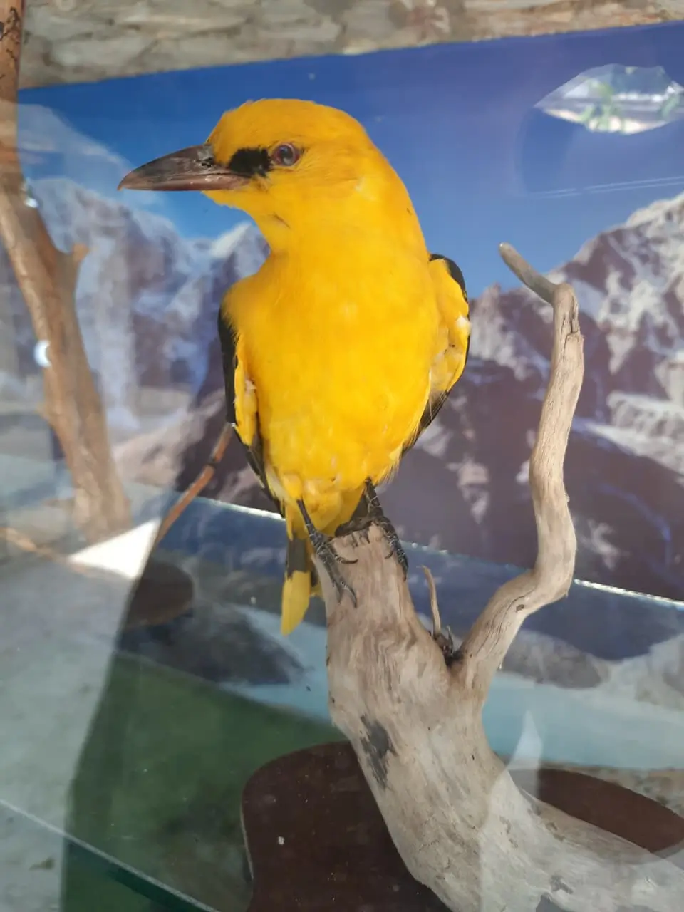 Golden Oriole - Image 3