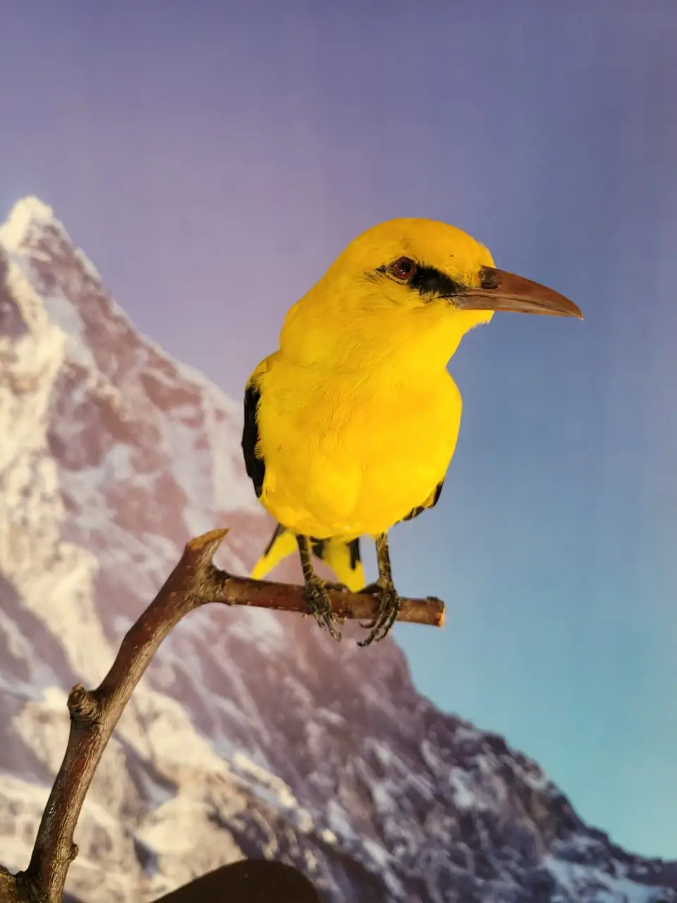 Golden Oriole lebanese taxidermy