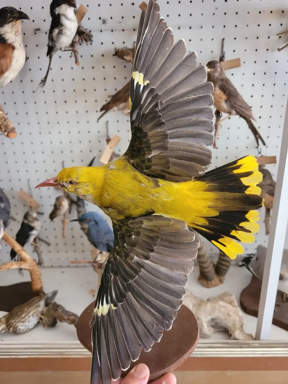 Golden Oriole - Image 2