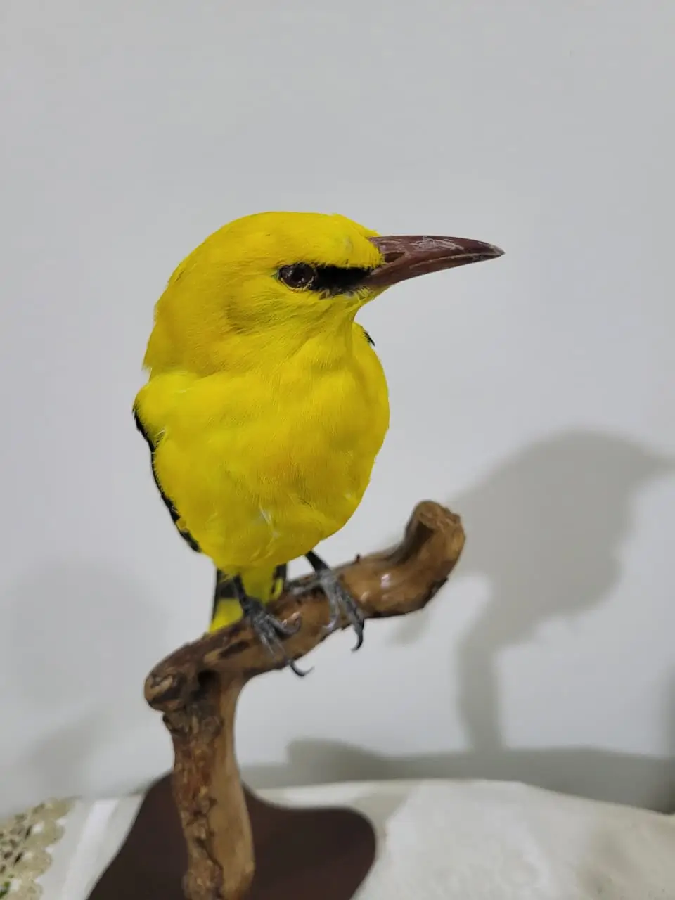 Golden Oriole - Image 5