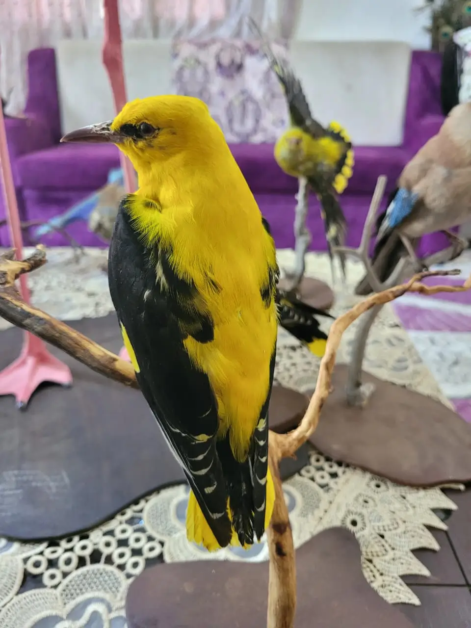 Golden Oriole - Image 4