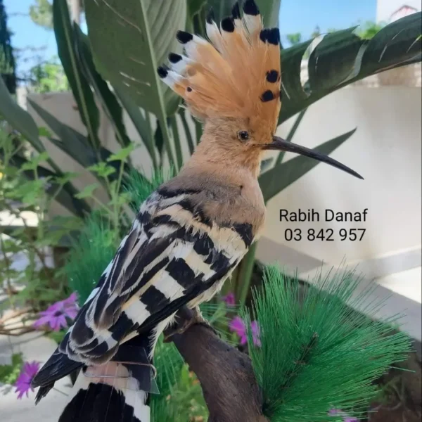hoopoe lebanese taxidermy