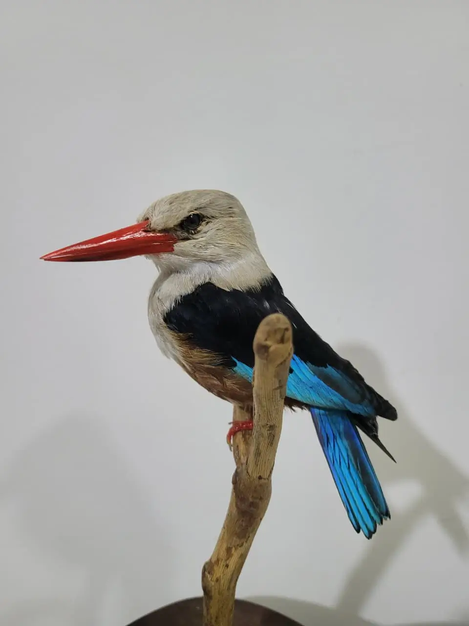 Kingfisher - Image 3