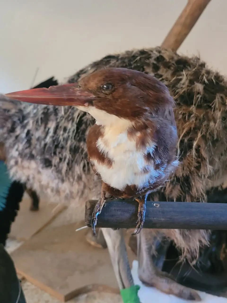 Kingfisher - Image 4