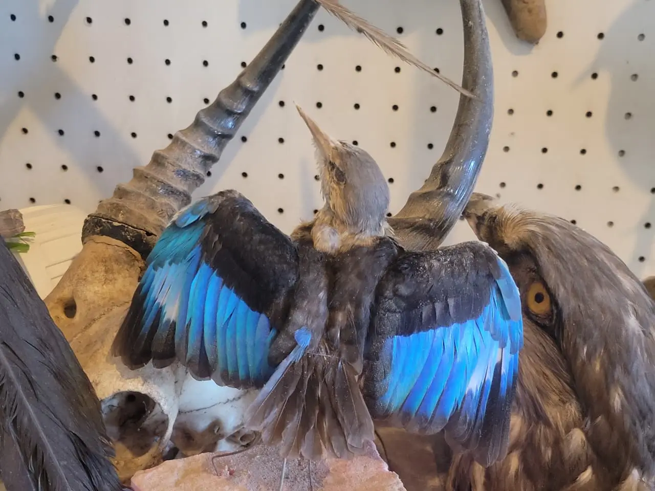 Kingfisher - Image 2