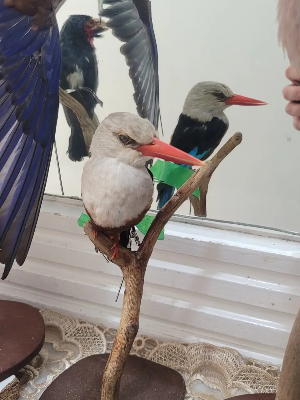 king fishaers taxidermy