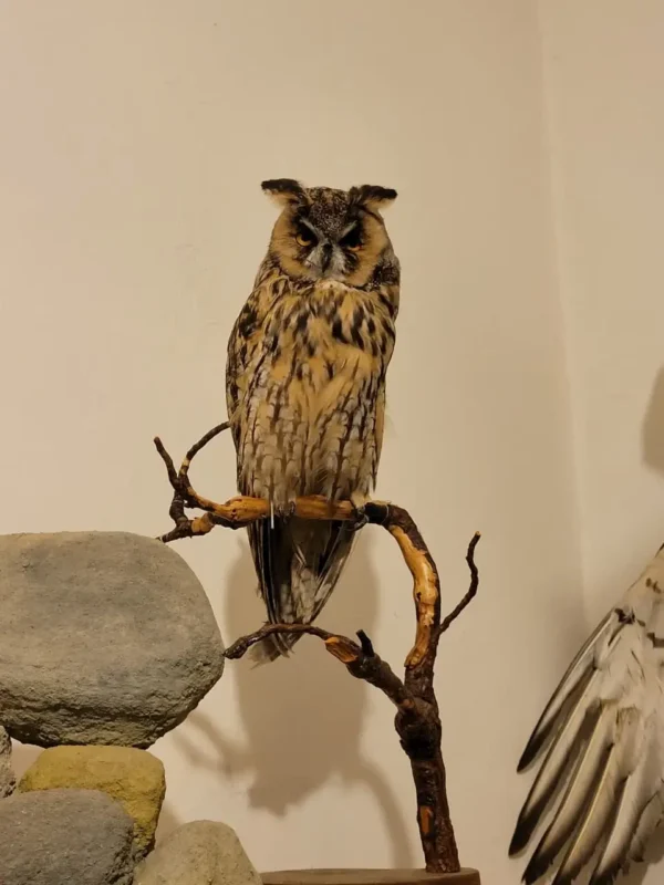 long eared owl lebanese taxidermy