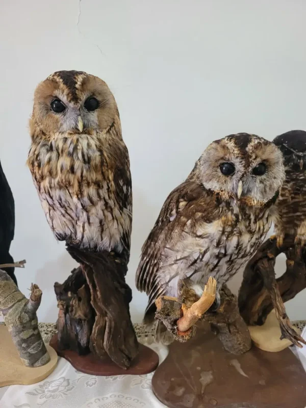 tawny owl lebanese taxidermy
