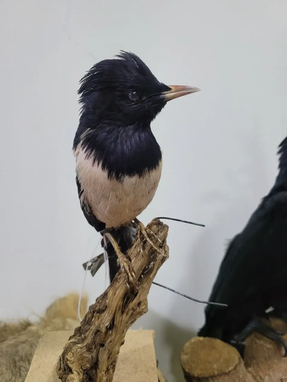 Rose Starling - Image 3