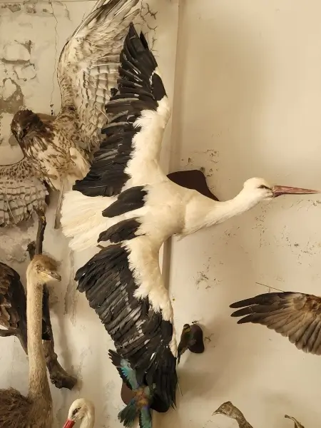 Lebanese Taxidermy Art