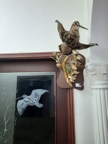 Lebanese Taxidermy Art woodcock